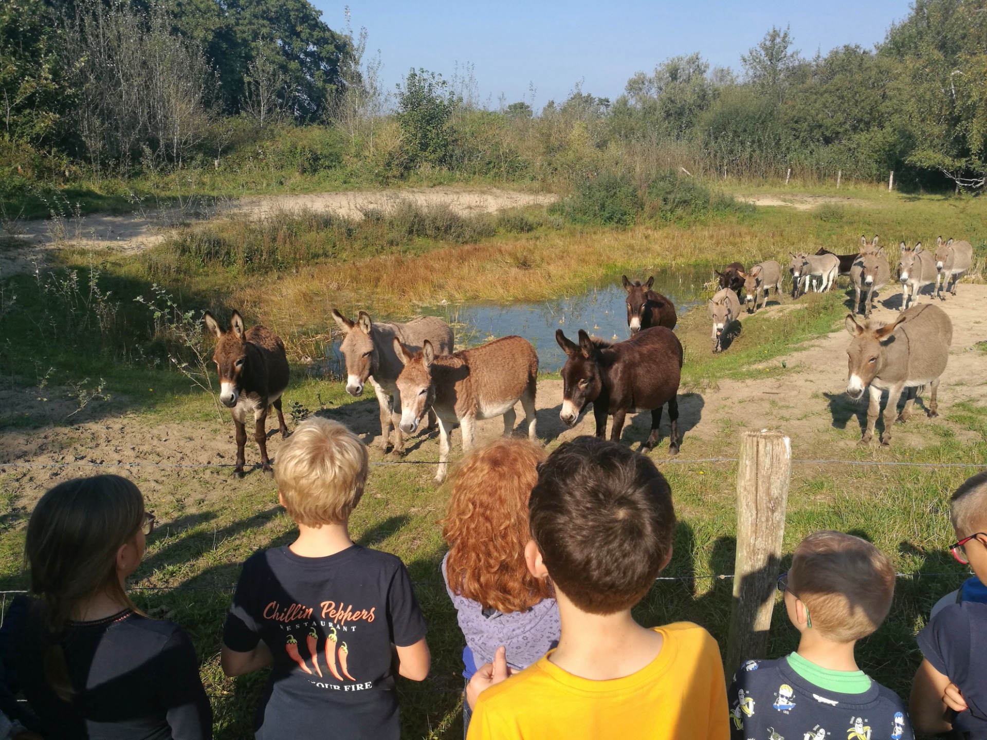 De Zeevonk - activiteit Houtsaegerduinen